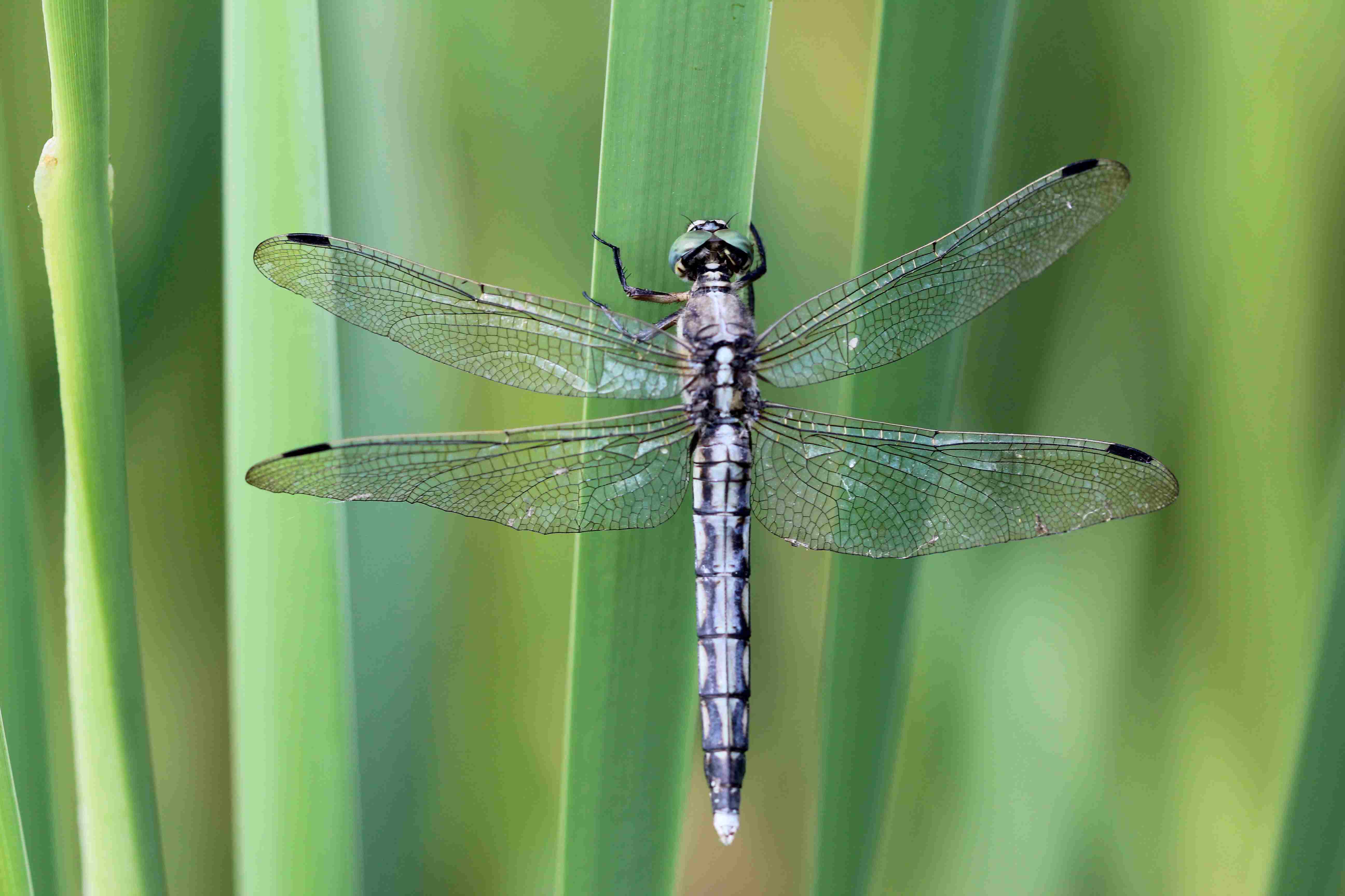 Quale Orthetrum???